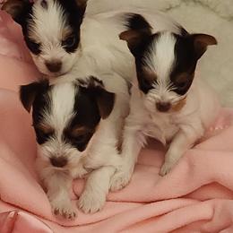 Yorkshire Terrier Puppies from Bortolin Little Angles