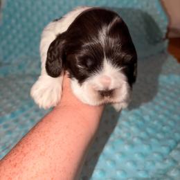 Buzz - Brown and white male Cocker Spaniel puppy in Hickory, North Carolina from Homegrown Spaniels