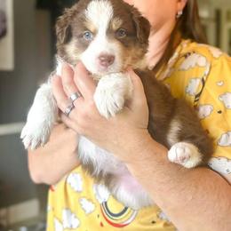 Brook - Red tri-color female Australian Shepherd puppy in Williston, Florida from Over The Rainbow Aussies