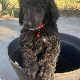 Boy 5 - Black Poodle puppy in Lakeland, Florida from Elaine's Poodles