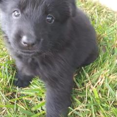 German Shepherd Puppies from Fairytale Kennel