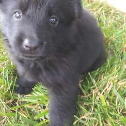 German Shepherd Puppies from Fairytale Kennel