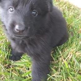 German Shepherd Puppies from Fairytale Kennel