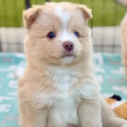 Flash - White male Pomsky puppy in Antioch, California from Golden State Pomskies