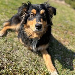 Aussiedoodle and Australian Shepherd All Grown Up from Dutch’s Doodles