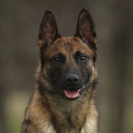 Elle - Belgian Malinois