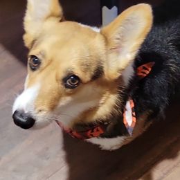 Thea - Pembroke Welsh Corgi
