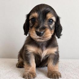 Waylon - Black and cream male Dachshund puppy in Tucson, Arizona from Dachshund Family Co.