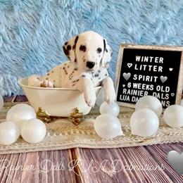 Spirt - White and black female Dalmatian puppy in Joshua, Texas from Rainier DALS LUA Dalmatians