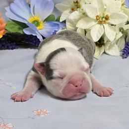Blue Girl - Blue female Boston Terrier puppy in San Antonio, Texas from JT Bostons