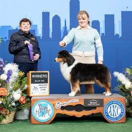 Merry - Miniature American Shepherd