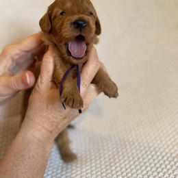 Girl 3 - Red female Australian Labradoodle puppy in Waco, Texas from RainPuddle's Labradoodles