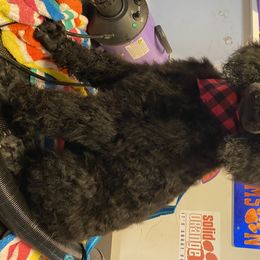 Aussiedoodle, Bernedoodle, and Poodle Puppies from Megan’s Spoiled Standards