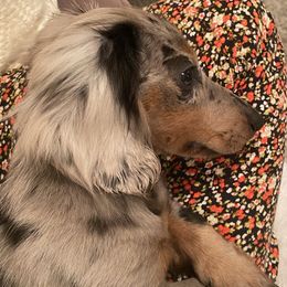 Dachshund Puppies from Aster Creek Kennel