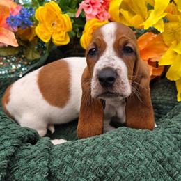 Jellybean - Mahogany and white female Basset Hound puppy in Big Rapids, Michigan from Basket Hound Bassets