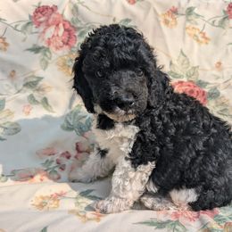 London - Parti male Poodle puppy in Tawas City, Michigan from Great Lakes Poodles