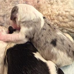 Pearl - Blue merle and white female Sheepadoodle puppy in Vernonia, Oregon from Life Unleashed Farm