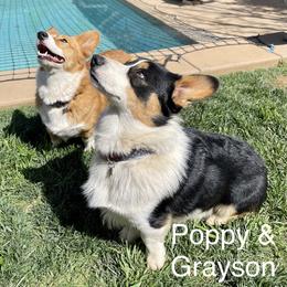 Pembroke Welsh Corgi Puppies from Corgipuppystore