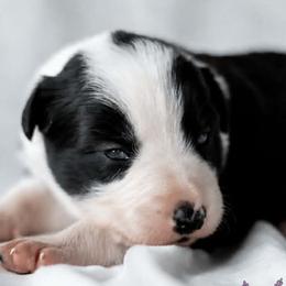 Lavender - Black and white female Border Collie puppy in Opelousas, Louisiana from Zahara Border Collies