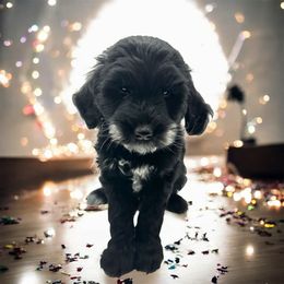 Frankie - Black and white male Sheepadoodle puppy in Thornville, Ohio from Four Front Doodles & Friends