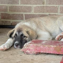 5 - Girl - Fawn female Anatolian Pyrenees puppy in Marysville, Ohio from Brotherton Family Farms
