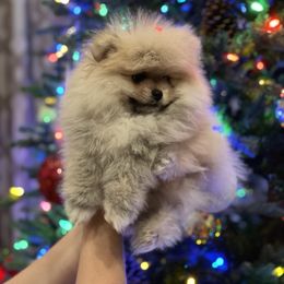 Pomeranian puppies from Royal Palace