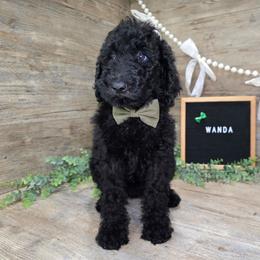 Wanda - Black female Goldendoodle puppy in Woodburn, Indiana from DNLS Doodle Puppies