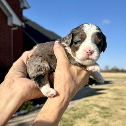 Girl 1 - Blue merle female Bernedoodle puppy in Royse City, Texas from Platinum Bernedoodles of Texas