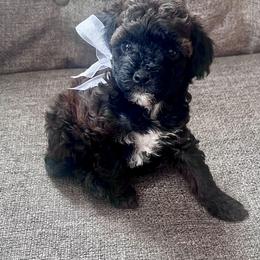 Eileen - female Aussiedoodle puppy in Utica, Ohio from Poodle Me Crazy