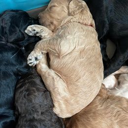 Goldendoodle Puppies from Fluff Puff Doodles