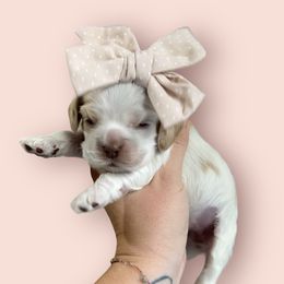 Cocker Spaniel Puppies from Canyonside Cocker Spaniels
