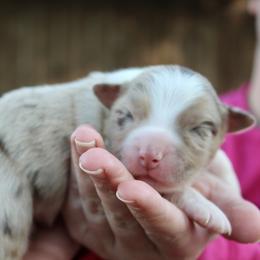 Astro - Red merle male Australian Shepherd puppy in Star City, Arkansas from Circle P Farm Australian Shepherds