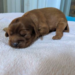 Cavalier King Charles Spaniel Puppies from Carter Woods Cavaliers