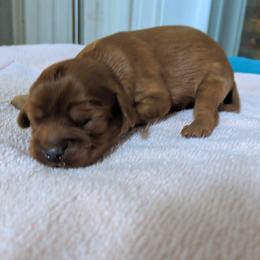 Cavalier King Charles Spaniel Puppies from Carter Woods Cavaliers