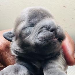 Shitz Tzu - Silver male Shih Tzu puppy in Merrillville, Indiana from Gibbs Gorgeous Paws LLC