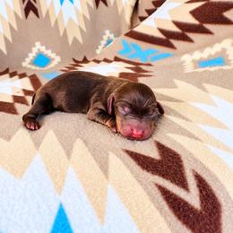 Boy 2 - Chocolate and tan male Dachshund puppy in Oklahoma from Red Oak Long Dogs