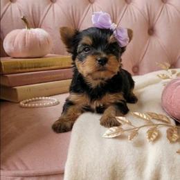 Little Girl Lavender - Black and tan female Yorkshire Terrier puppy in Hot Springs, Arkansas from Loving Laps (Yorkies raised right )