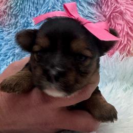 Pink girl - Blue and gold female Yorkshire Terrier puppy in Milton, Florida from Sassenach Yorkie Kennels