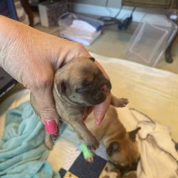 French Bulldog Puppies from Letitia's French Bulldogs