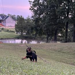 Rottweiler Puppies from Vom Rohrbach Rottweilers