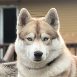Myka - Siberian Husky