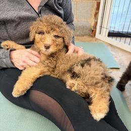 Folder - Chocolate merle female Bernedoodle puppy in Banner Elk, North Carolina from Walnut Tree Bernedoodles