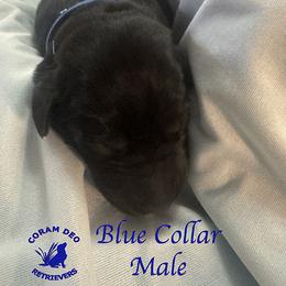 First Pick Black Male - Black male Labrador Retriever puppy in Greater Houston Area, Texas from Coram Deo Retrievers