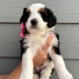Bernedoodle Puppies from Suncrest Doodles