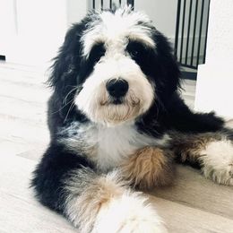 Bernedoodles and Goldendoodles from Forest Haven Doodle Co.