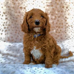 Apollo - Apricot male Goldendoodle puppy in Gilbert, Arizona from Bushman Doodles