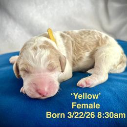 Yellow - Parti female Goldendoodle puppy in Helena Valley Northeast, Montana from Joy Meadows Goldendooles