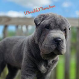 Marge - Blue female Chinese Shar-Pei puppy in Salem, Ohio from WrinkleMonsters