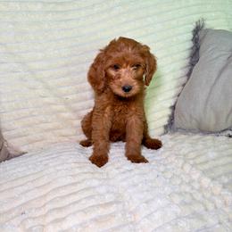 F1B Goldendoodle Bay - Red  male Goldendoodle puppy in Redding, California from Casa Delarosa Collective Poodles & Doodles