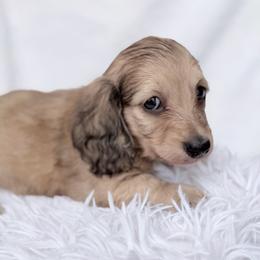 Bentley blue collar - Red male Dachshund puppy in Richmond, Virginia from Irresistible Dachshunds & Cavaliers